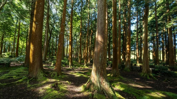 New digital tool helps developers meet biodiversity requirements